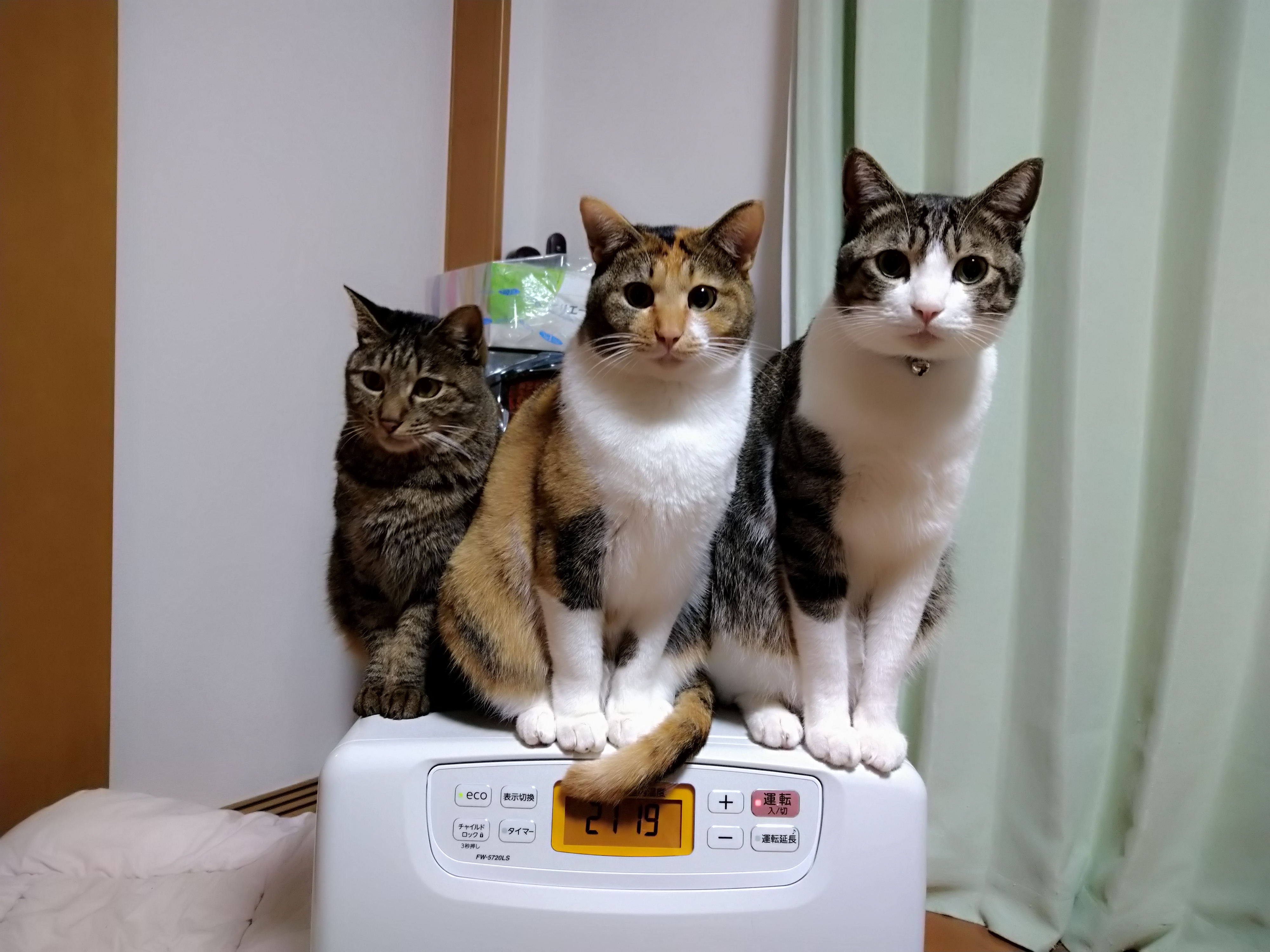 猫の画像